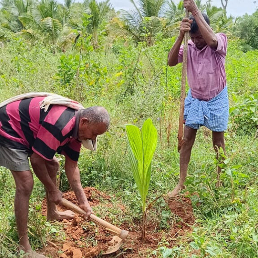 Agroforest Ambitions: Talent500 Plants the Seeds for a Greener Bangalore – Planting