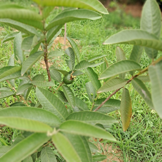 "Eco-Engagement: MongoDB’s Urban Forest Tree Planting for a Greener World" – 1 year