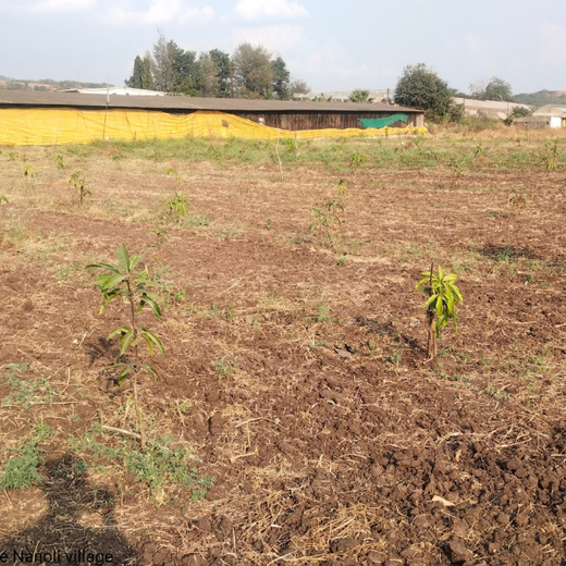 Gensol Goes Green: Agroforestry for Employees in Pune – 6 months