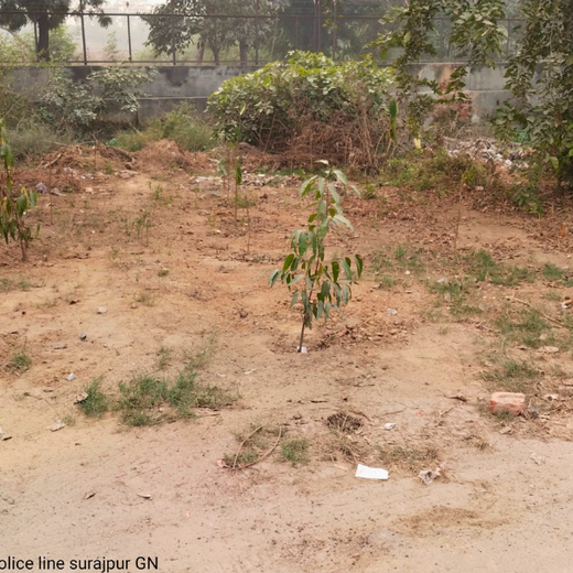Resistoflex Dynamics: Building a Greener Community with Urban Forests – 1 year