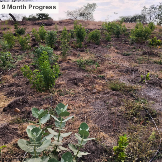 Building a Greener Future: Light & Wonder's Urban Forest Initiative for Sustainability – 1 year