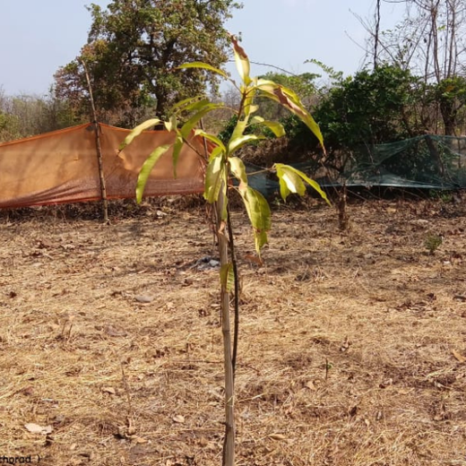 Group Landmark’s ROAR: Driving CSR Through Agroforests – 2 years