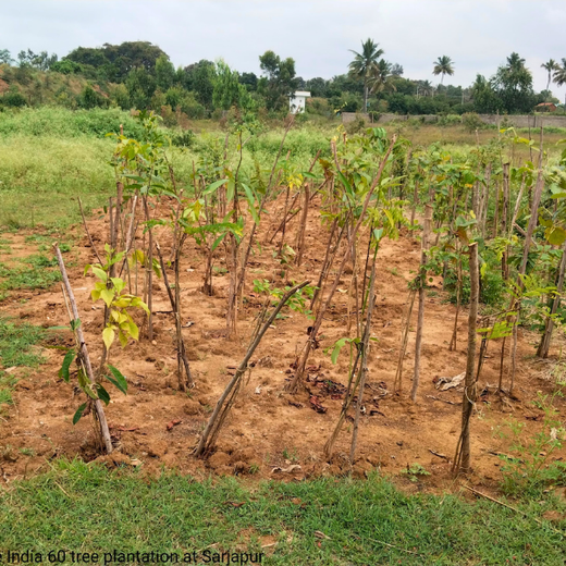 NatWest Digital Services India’s Urban Forest Initiative in Bengaluru – 1 year