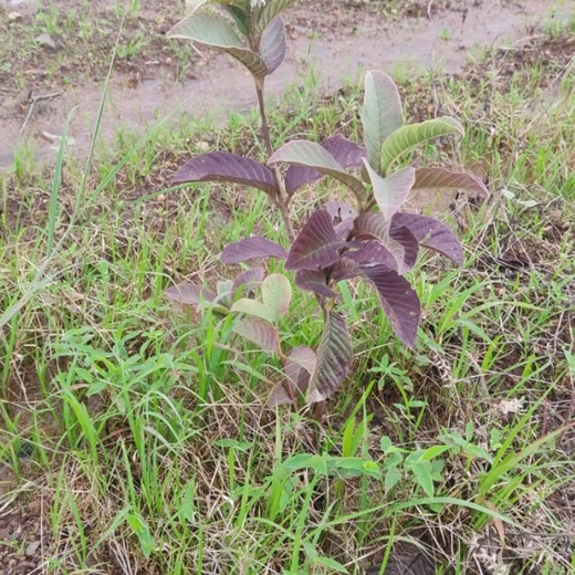 AIT’s Green Start to 2025: Growing Bonds, Growing Trees – 1 year