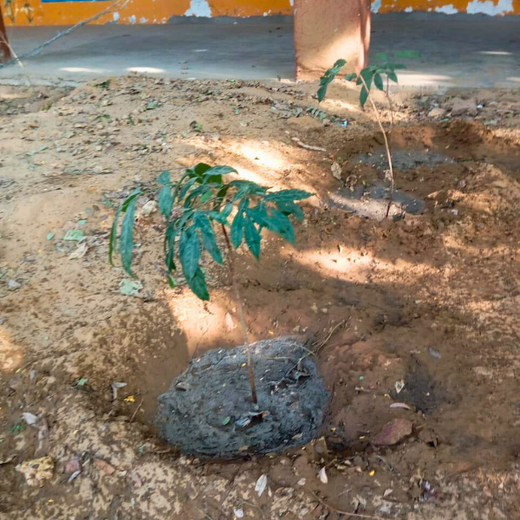 Innovating Sustainability: Xebia’s Urban Forest Footprint – 1 year