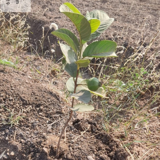AIT’s Green Start to 2025: Growing Bonds, Growing Trees – 6 months