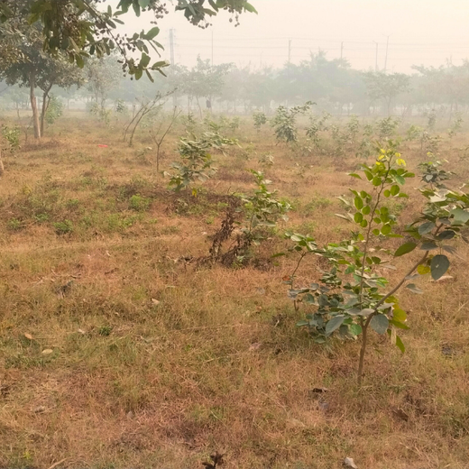 Dr. Jitendra Singh Forest: Planting Seeds of Leadership and Sustainability in Noida – 6 months