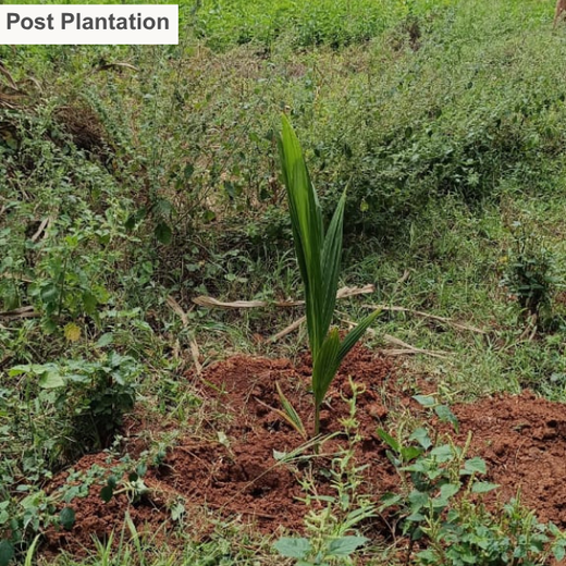 Agroforest Ambitions: Talent500 Plants the Seeds for a Greener Bangalore – 6 months
