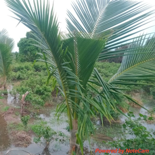 Apollo Tyres’ Mission to Boost Farmer Livelihoods and Tree cover in Andhra Pradesh – 2 years