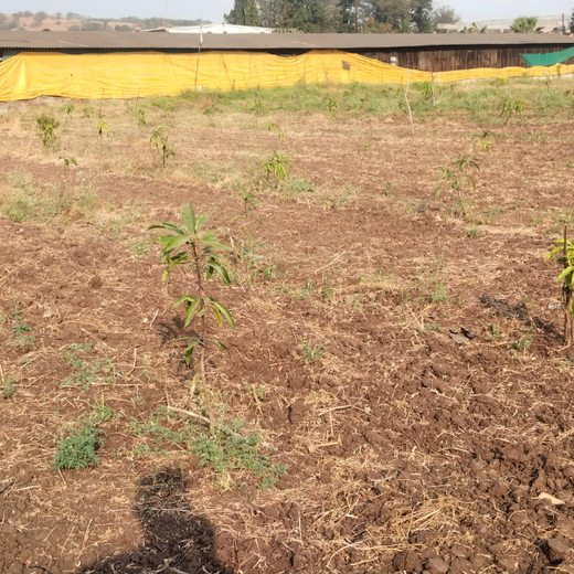 Gensol Goes Green: Agroforestry for Employees in Pune – 6 months