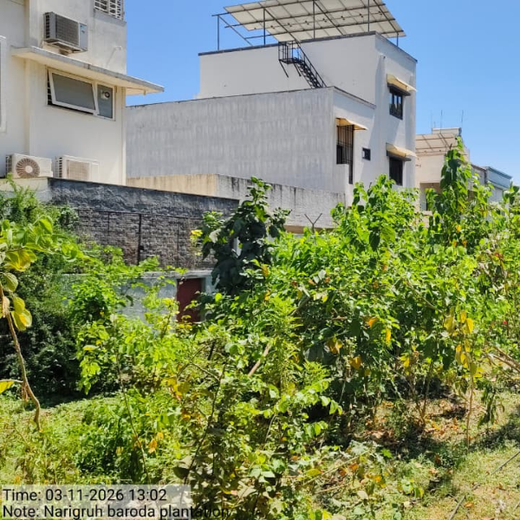 Planting Progress: Peroni Pumps’ Green CSR Drive – 6 months