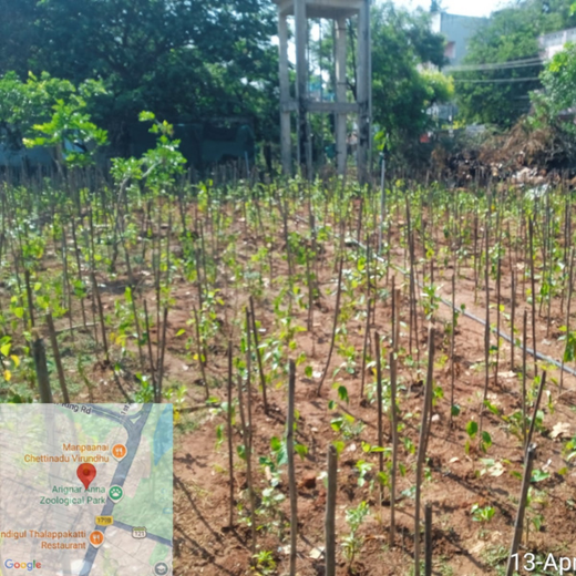 Caterpillar’s Learning Forest: Shaping Green Futures in Vandalur – 6 months