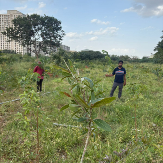 TotalEnergies Brings Together Teams to Grow an Urban Micro Forest – 1 year