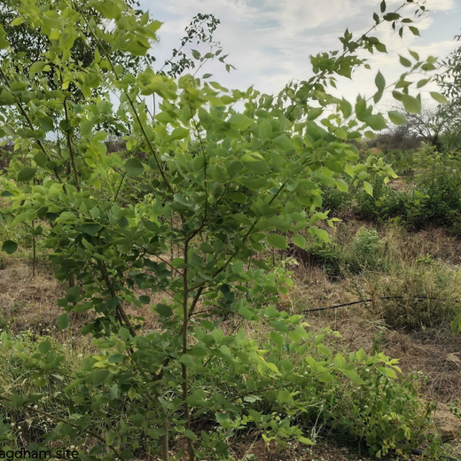 Alliance Bernstein’s Step Toward Greener Cities with Urban Forest Engagement – 6 months