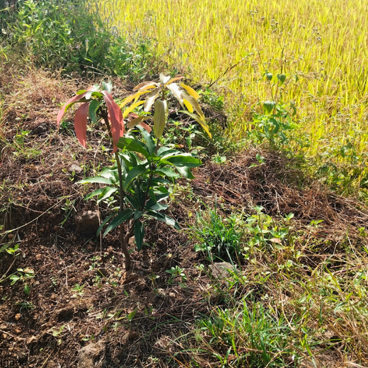 AgroForestry for Digital Payment Awareness Week - By Reserve Bank Of India(RBI) – 1 year