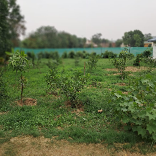 "Eco-Engagement: MongoDB’s Urban Forest Tree Planting for a Greener World" – 1 year