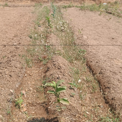 AIT’s Green Start to 2025: Growing Bonds, Growing Trees – 6 months