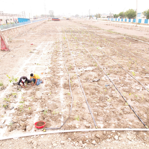 Forest by Design: Godrej Turns Industrial Space into Biodiversity Hub – 6 months