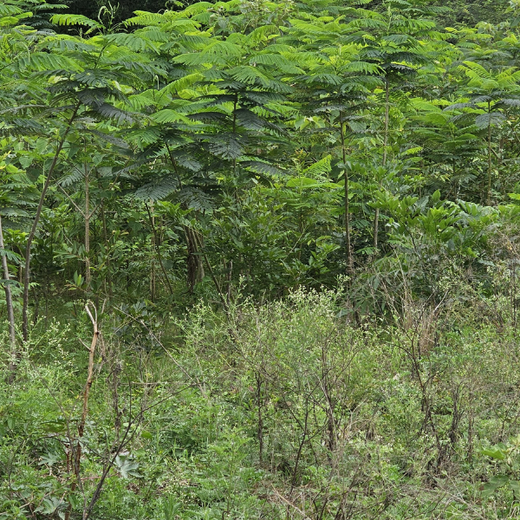 “Cimpress Bangalore's Green Quest: Building Urban Forests, Empowering Employees” – 1 year