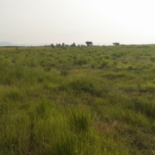 Investa Pumps Cultivates Change: A CSR Initiative for Agroforestry and Sustainability – 2 years