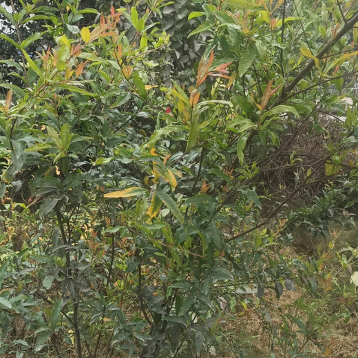 Celebrating Inspiring Women on Women’s Day: Rajpal Singh Duggal’s Urban Forest Initiative – 1 year