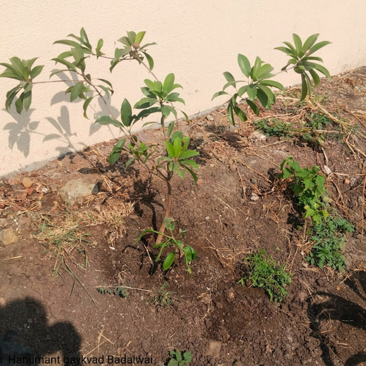 40 Years Strong: Planting Trees, Growing Memories in Agroforests – 1 year