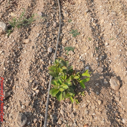 Reforesting with Purpose: We4All’s Tree Plantation for Climate & Livelihood – 3 years