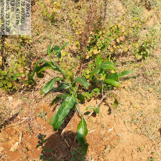 Dr. Shilpi Reddy Foundation & KIMS Hospital: A Tree for Each Girl Born – 6 months