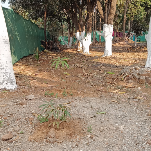 Agroforests in Action: Howden Insurance Employees Make an Impact – 6 months