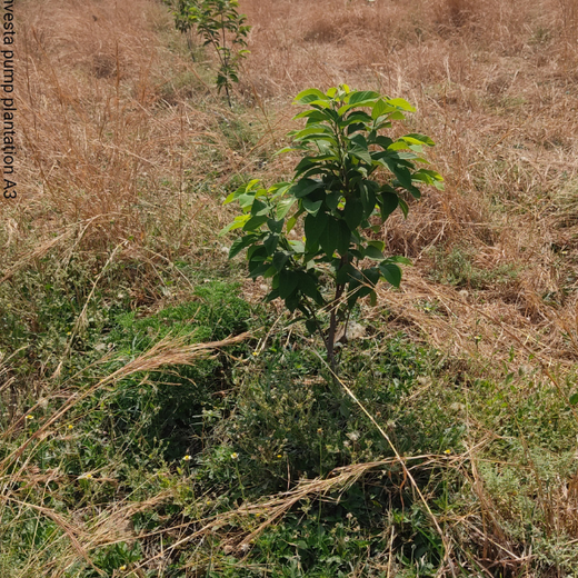 Investa Pumps Cultivates Change: A CSR Initiative for Agroforestry and Sustainability – 6 months