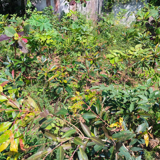 Nurturing Nature: Light & Wonder’s Green Engagement Program – 6 months