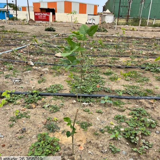 Forest by Design: Godrej Turns Industrial Space into Biodiversity Hub – 1 year