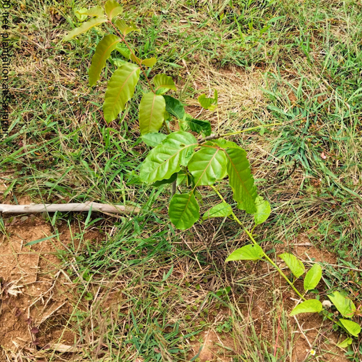Healing the Planet: Availity India Cultivates a Greener Tomorrow – 2 years