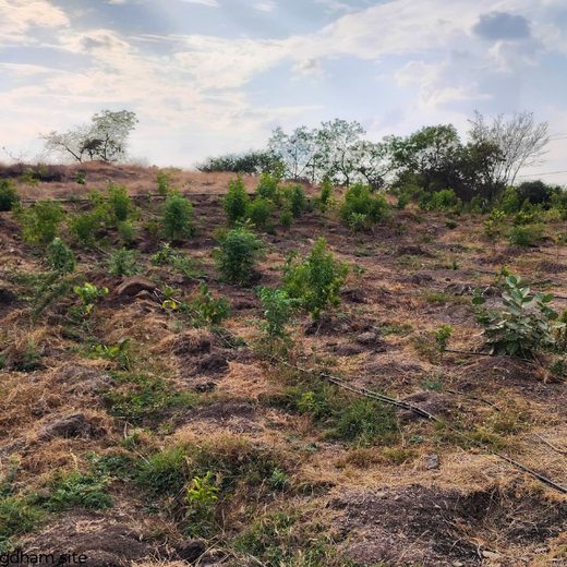 Building a Greener Future: Light & Wonder's Urban Forest Initiative for Sustainability – 1 year