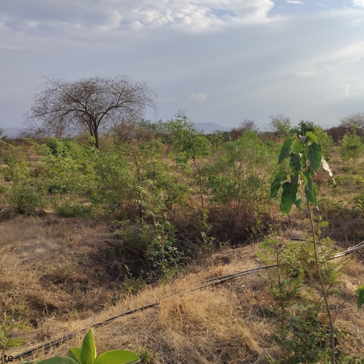 Valmont Structures: Growing Urban Forests, Growing Responsibility – 6 months