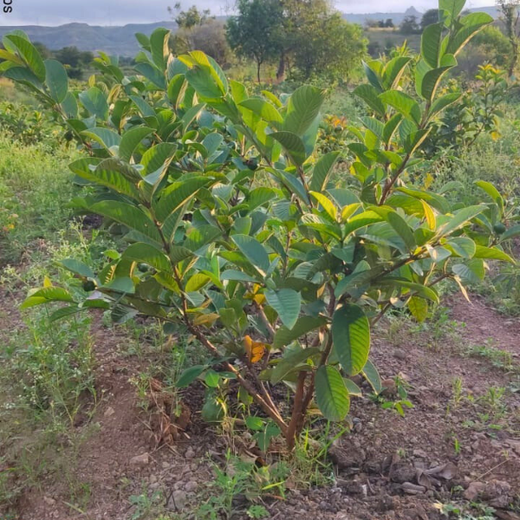 Accops Brings Green Gifts to Diwali: A Tree Plantation Initiative in Agroforestry – 1 year