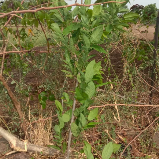 Where Triumph Meets Tradition: TARC's Tree Plantation for Event Winners – 6 months