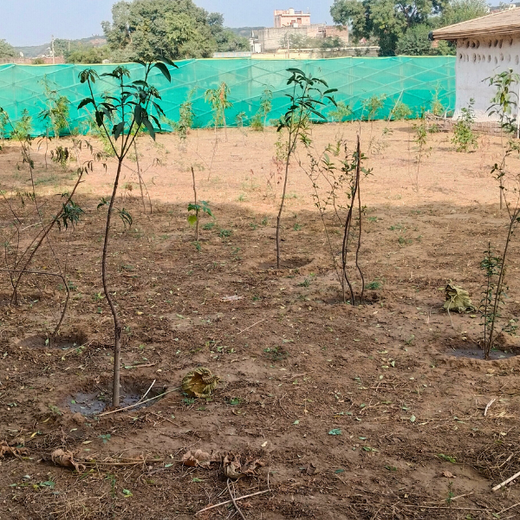 "Eco-Engagement: MongoDB’s Urban Forest Tree Planting for a Greener World" – 6 months