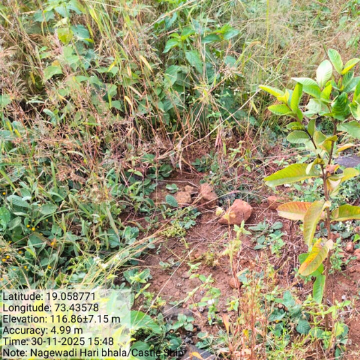 Beyond the Waves: Castle Ships’ Agroforestry Drive for Climate Action – 1 year