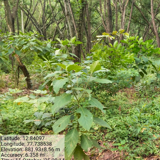 Building a Greener Future: Light & Wonder's Urban Forest Initiative for Sustainability – 2 years