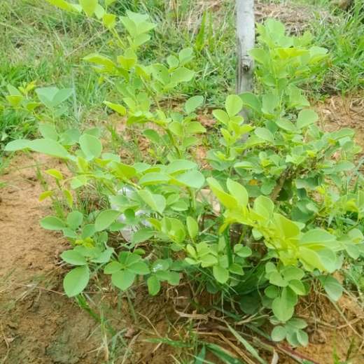 Tech Meets Trees: Zafin’s Urban Forest for ESG and Beyond – 2 years
