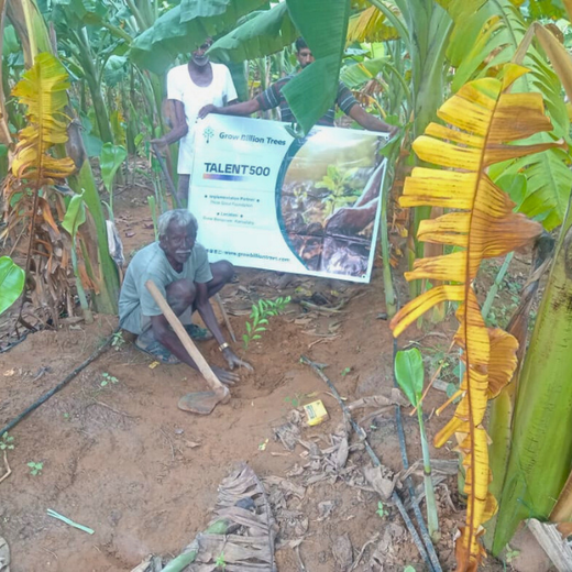 Agroforest Ambitions: Talent500 Plants the Seeds for a Greener Bangalore – Planting