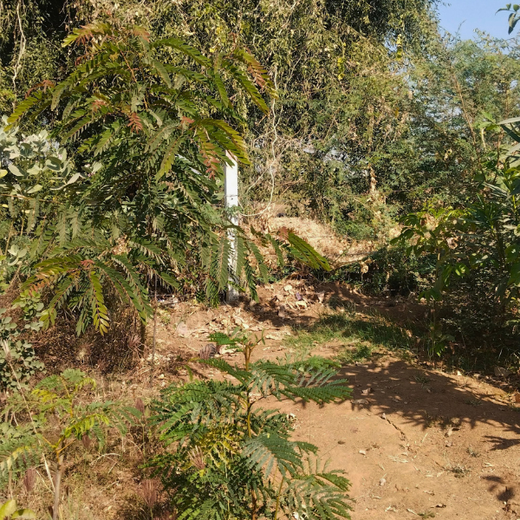 Greening Ahmedabad: Cimpress’s Urban Forest Initiative – 6 months