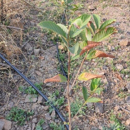 एक पेड़ माँ के नाम - Mahindra Lifespaces' Plants for People and Planet – 1 year