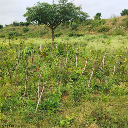 Delivering Sustainability: KWE's Eco-Conscious CSR Journey – 1 year
