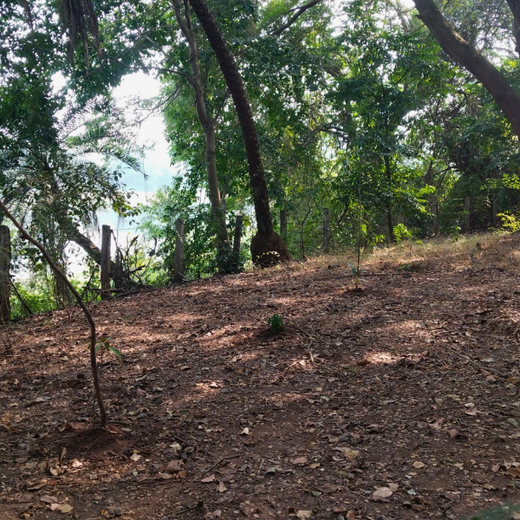 “Cimpress Mumbai Goes Green: Creating Urban Forests Through Employee Engagement” – 6 months