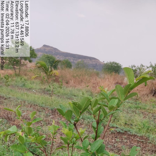 Investa Pumps Cultivates Change: A CSR Initiative for Agroforestry and Sustainability – 2 years