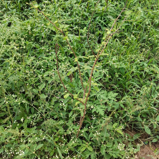 “Cimpress Bangalore's Green Quest: Building Urban Forests, Empowering Employees” – 6 months