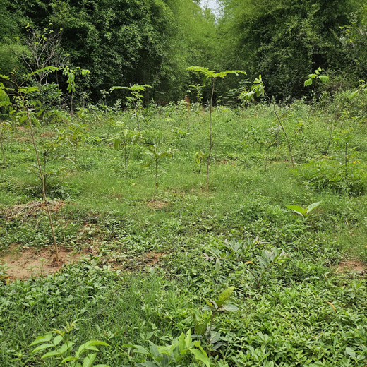 Cultivating Urban Change: Zededa India’s Tree Planting Drive – 1 year