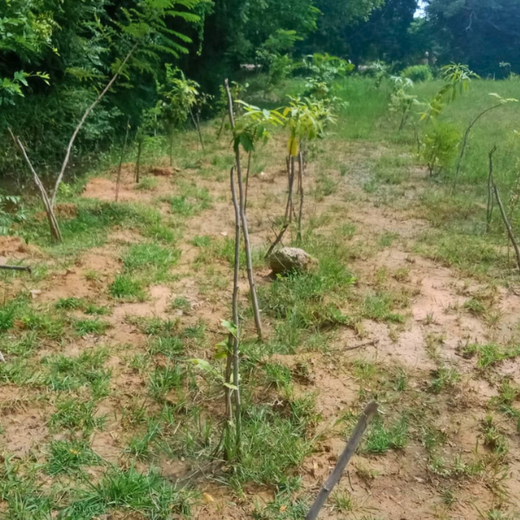 Tech Meets Trees: Zafin’s Urban Forest for ESG and Beyond – 2 years